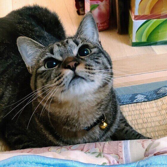 見上げるはるちゃん（MIX）