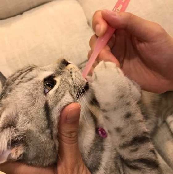 マンチカンのマーチちゃん、はじめての歯磨き