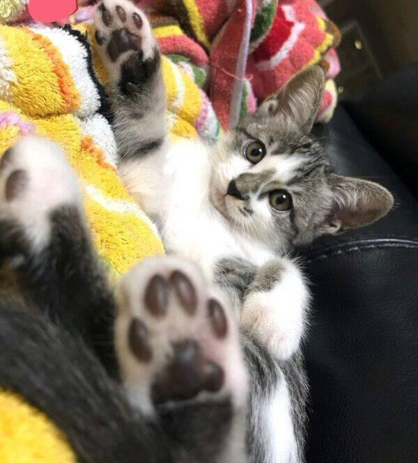 くつろぐししゃもちゃん