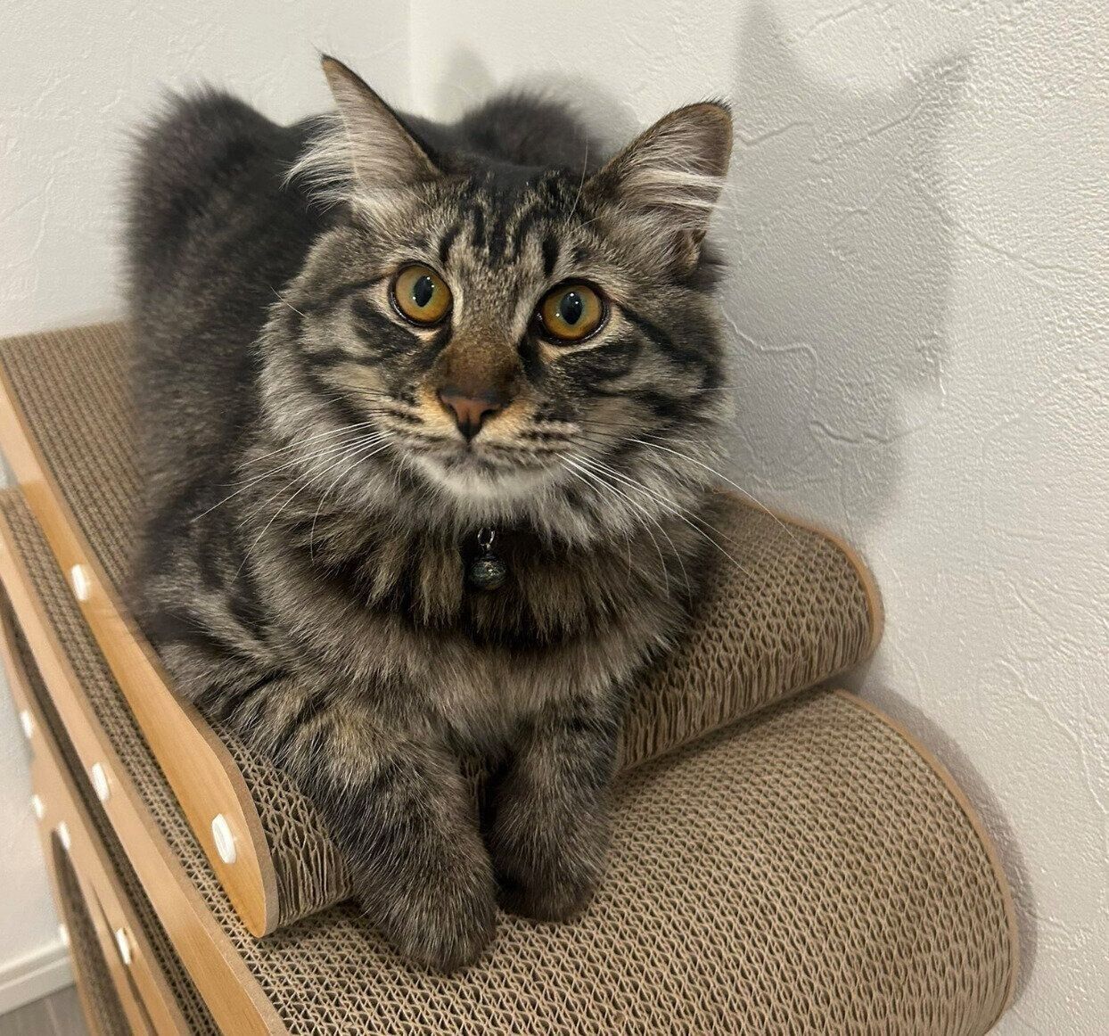 現在のてんちゃん