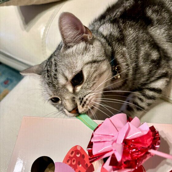 アメリカンショートヘアのりんくん