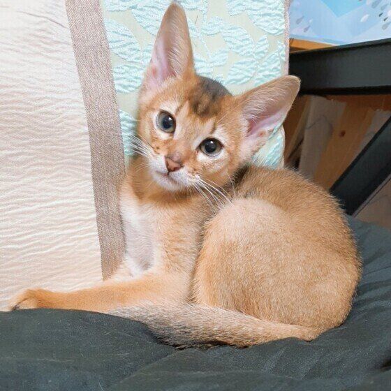 アビシニアンの特徴と性格 飼い方 価格相場など 猫図鑑 ねこのきもちweb Magazine