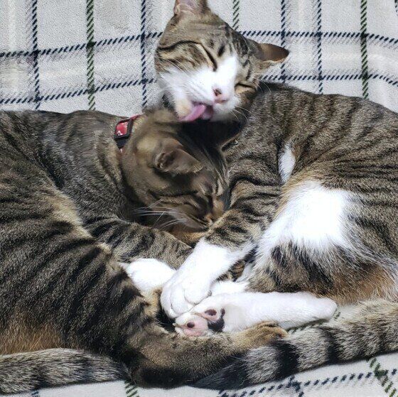 毛づくろいする猫