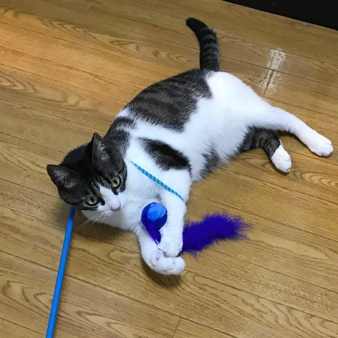 お気に入りの猫じゃらしで遊ぶ るるちゃん