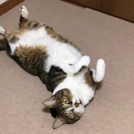 へそ天しているMIXキジトラ