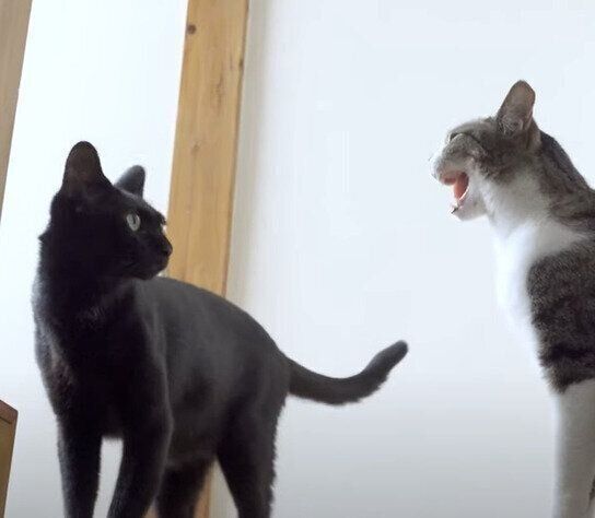 威嚇するおはぎちゃんと、くろみつくん