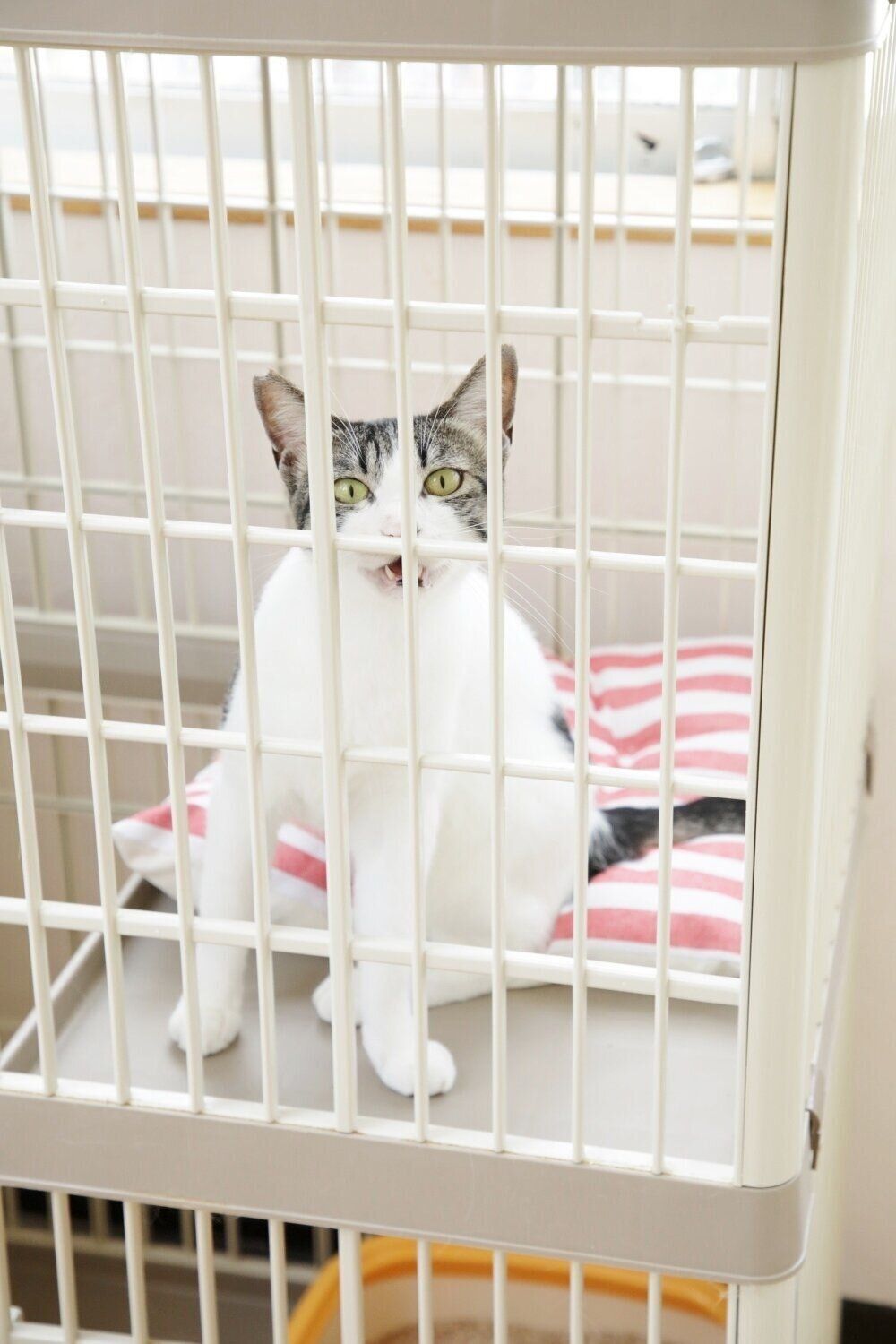 災害時に愛猫を救う 普段から ケージ を使うべき６つのメリットと慣れさせ方 ねこのきもちweb Magazine