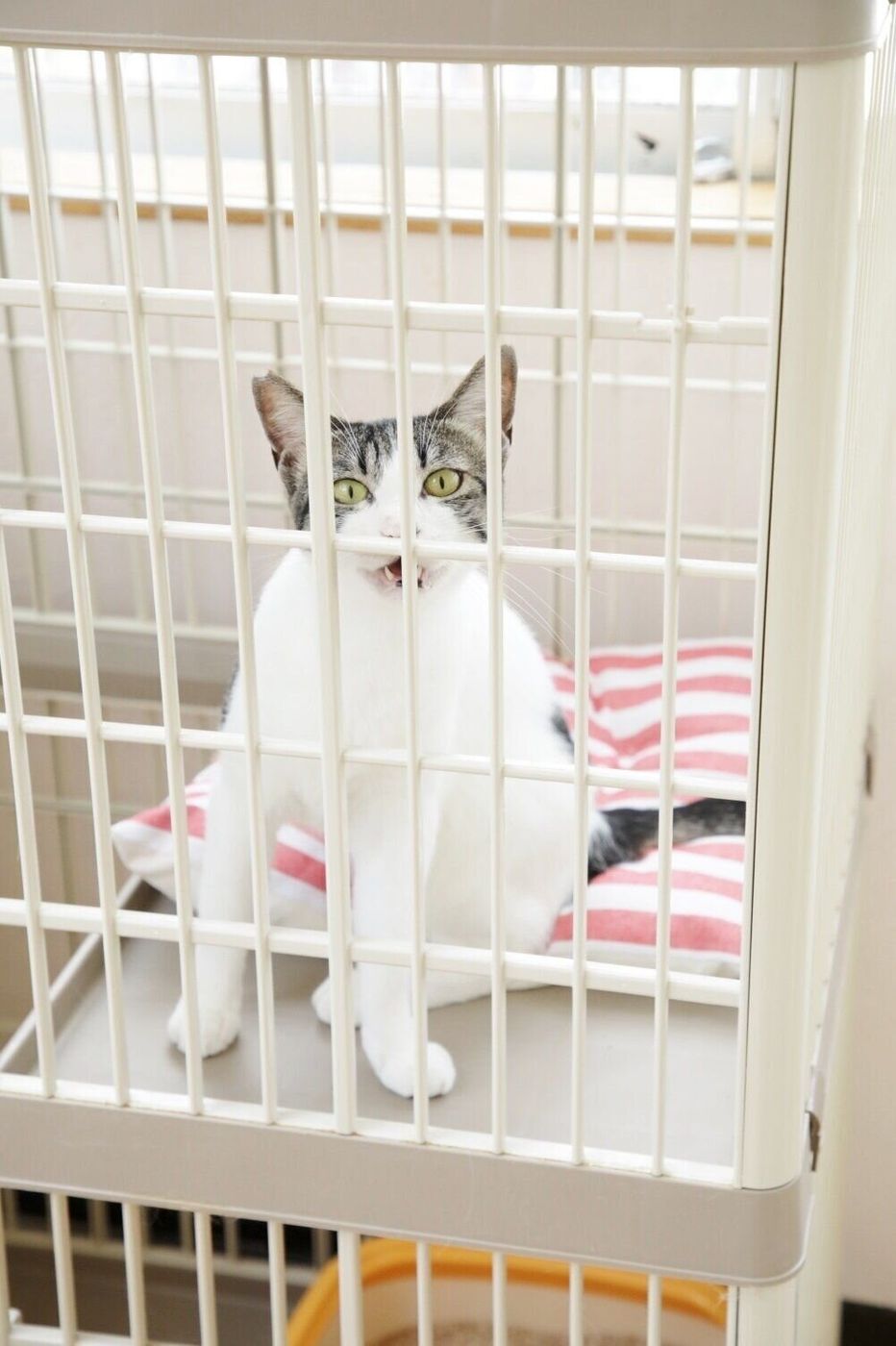 災害時に愛猫を救う 普段から ケージ を使うべき6つのメリットと慣れさせ方 ねこのきもちweb Magazine 災害時に愛猫を救う 普段から ケージ を使うべき6つのメリットと慣れさせ方 ねこのきもちweb Magazine