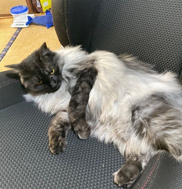 くつろぐうかちゃん