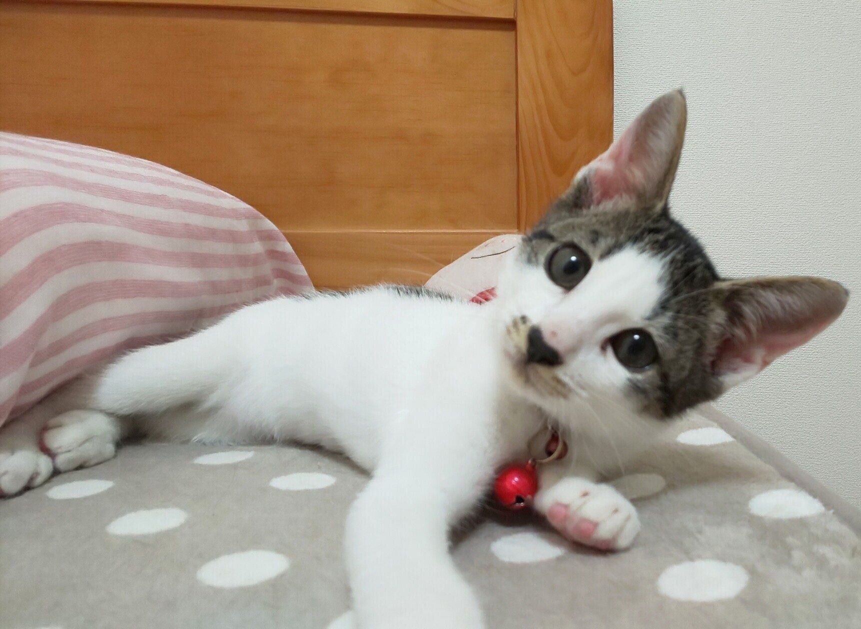 子猫の頃のチャコちゃん