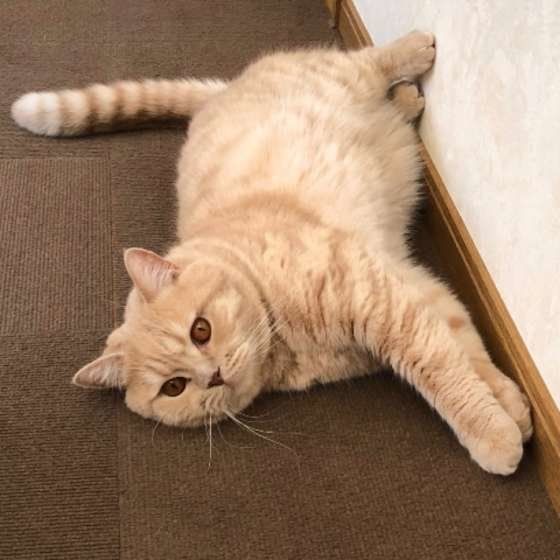 寝転がるブリティッシュショートヘア