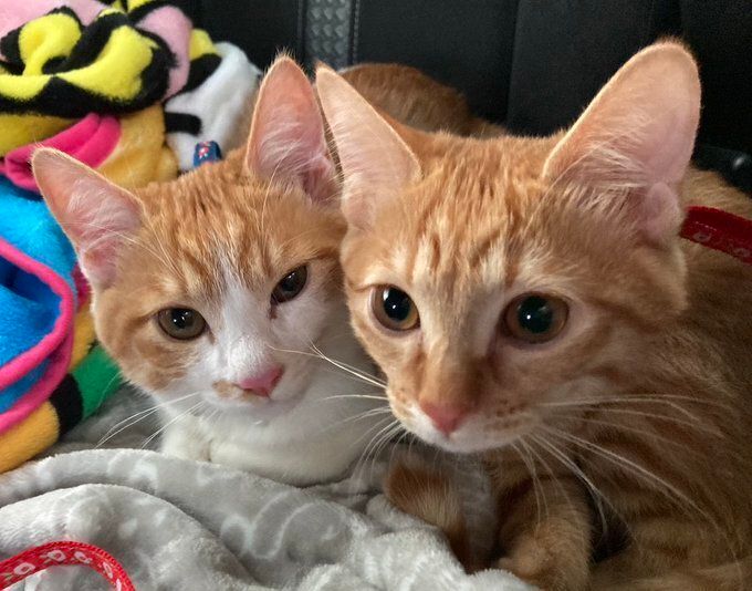 子猫のころの2匹の子猫
