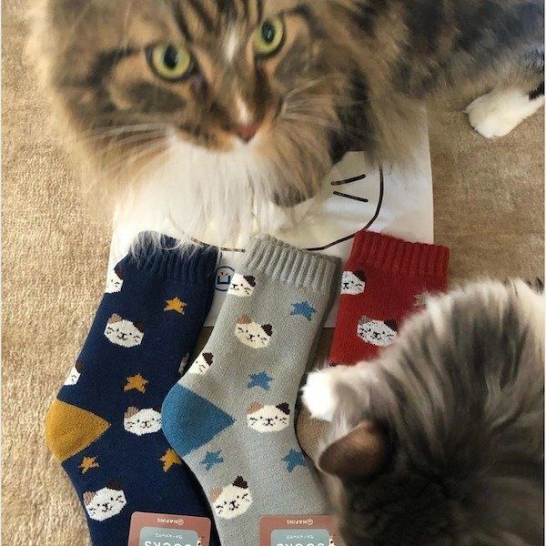 「FukuFukuにゃんこ」