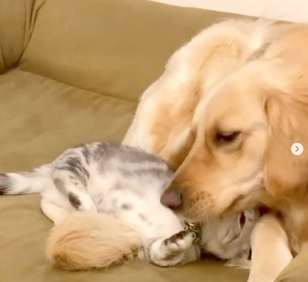 あずきちゃんの子守りをするベガちゃん