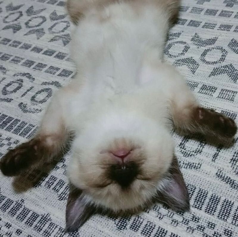 生後4カ月ごろ、ヘソ天で眠るこじろーくん