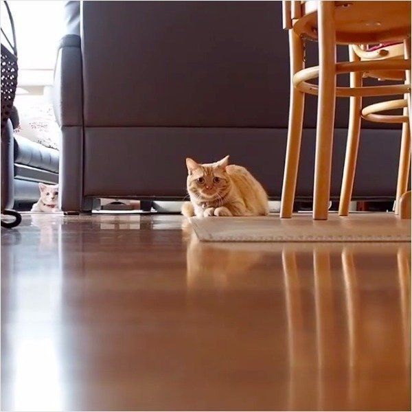 ボール遊び大好きニャンコ