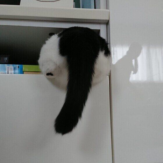 MIX黒白の海大くん