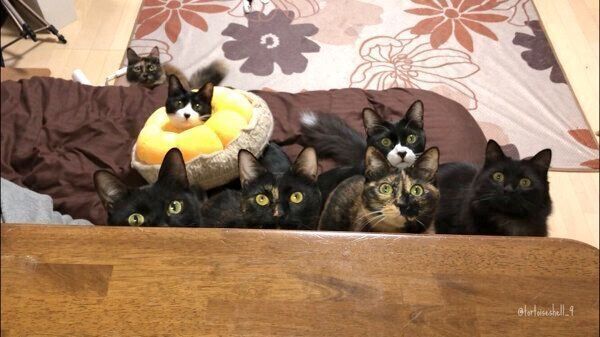 集合する猫たち