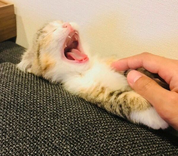 あくびをするよぐちゃん