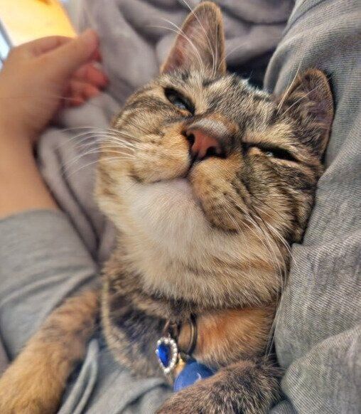 抱っこされる猫ちゃん