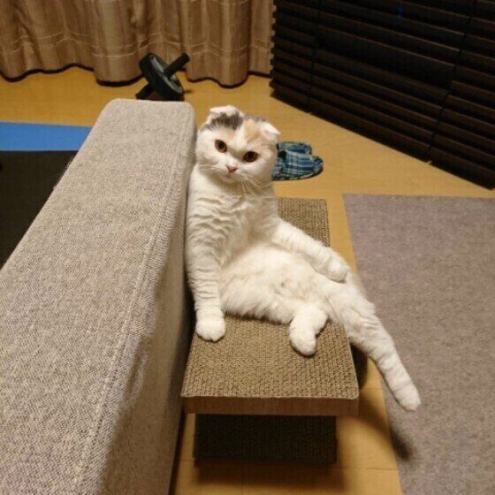 見つめるスコティッシュフォールド