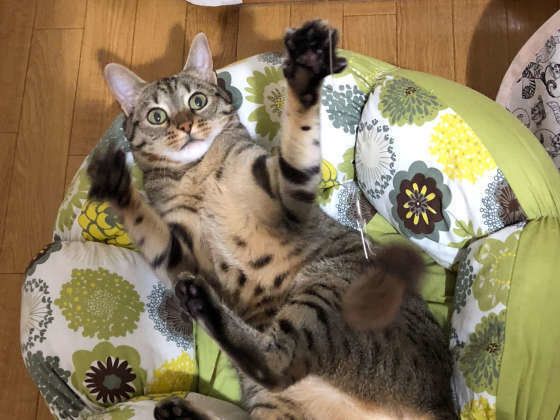 クッションで寝転がるベンガル