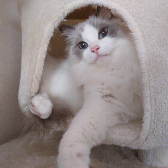 キャットタワーから顔を出すラグドール