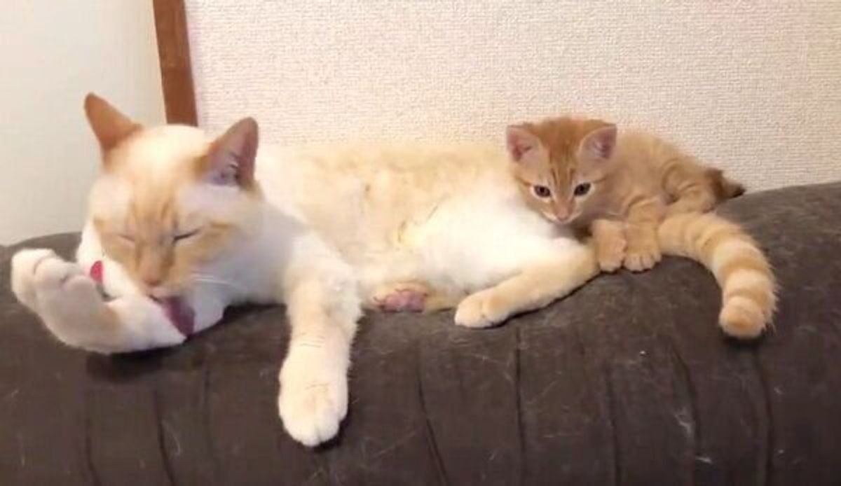末っ子モード全開 甘え上手な子猫と包容力のある兄猫のやりとりが微笑ましい ねこのきもちweb Magazine 末っ子モード全開 甘え上手な子猫と包容力のある兄猫のやりとりが微笑ましい ねこのきもちweb Magazine
