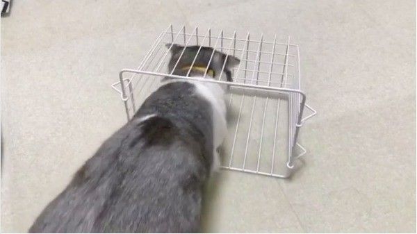 カゴに入りたいニャンコ