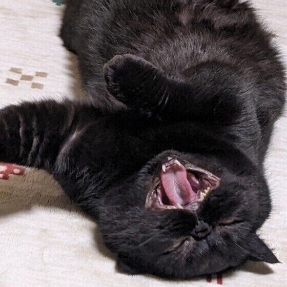 エキゾチックショートヘアのはっさくくん