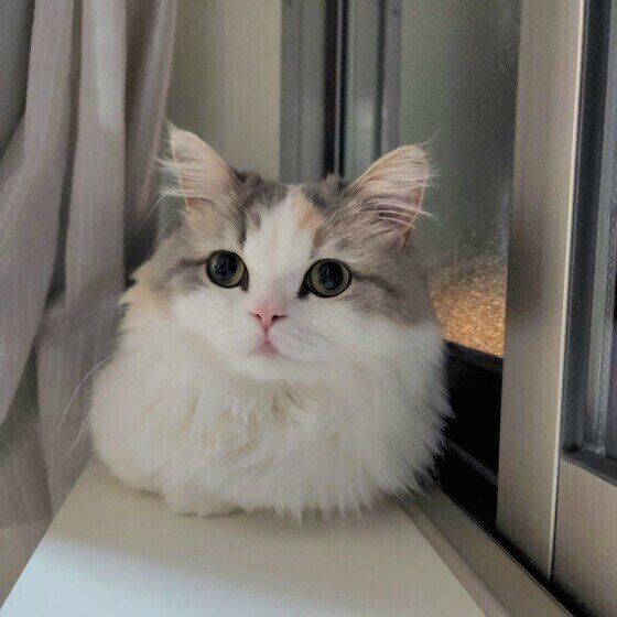 カーテンに隠れるミヌエットのラテちゃん