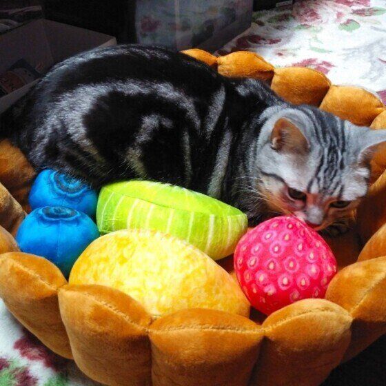 アメリカンショートヘアのみーちゃん