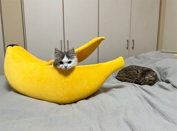 バナナを諦めたまつたけちゃん