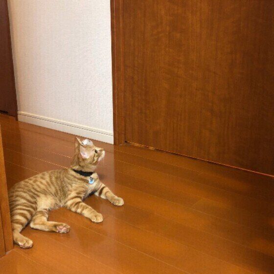 Mix（茶トラ）のあめちゃんくん♪