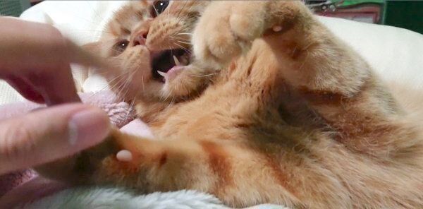 飼い主さんと遊ぶ番長くん