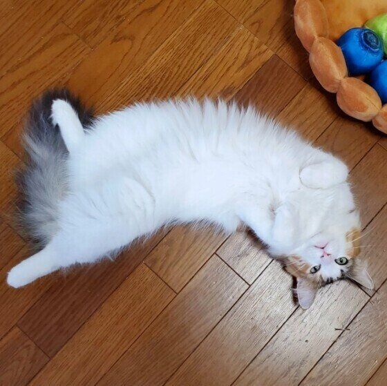 ヘソ天で落ちているノルウェージャンフォレストキャット