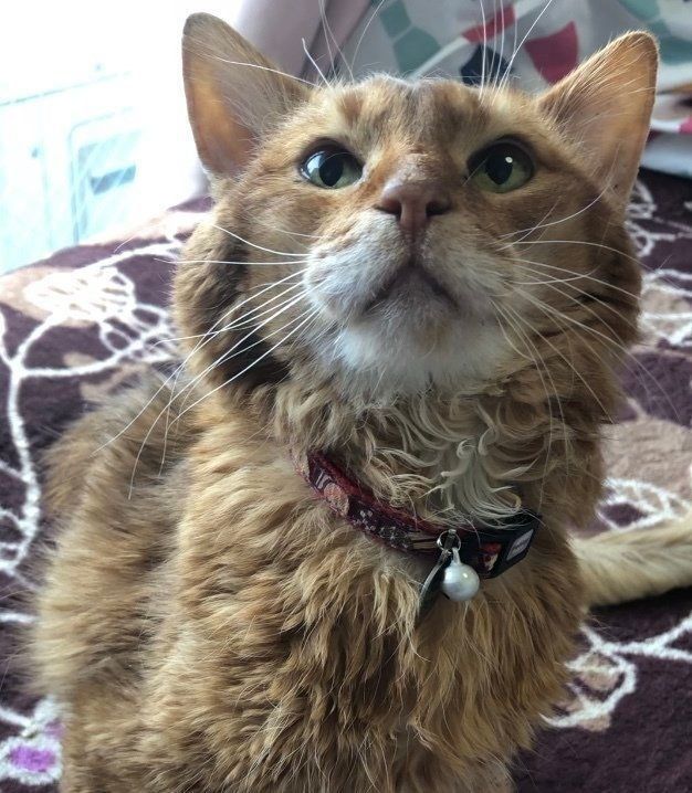 爪切りが終わってホッとする猫