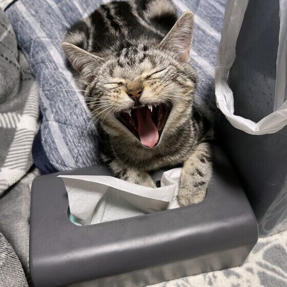 アメリカンショートヘアのシャルちゃん♪