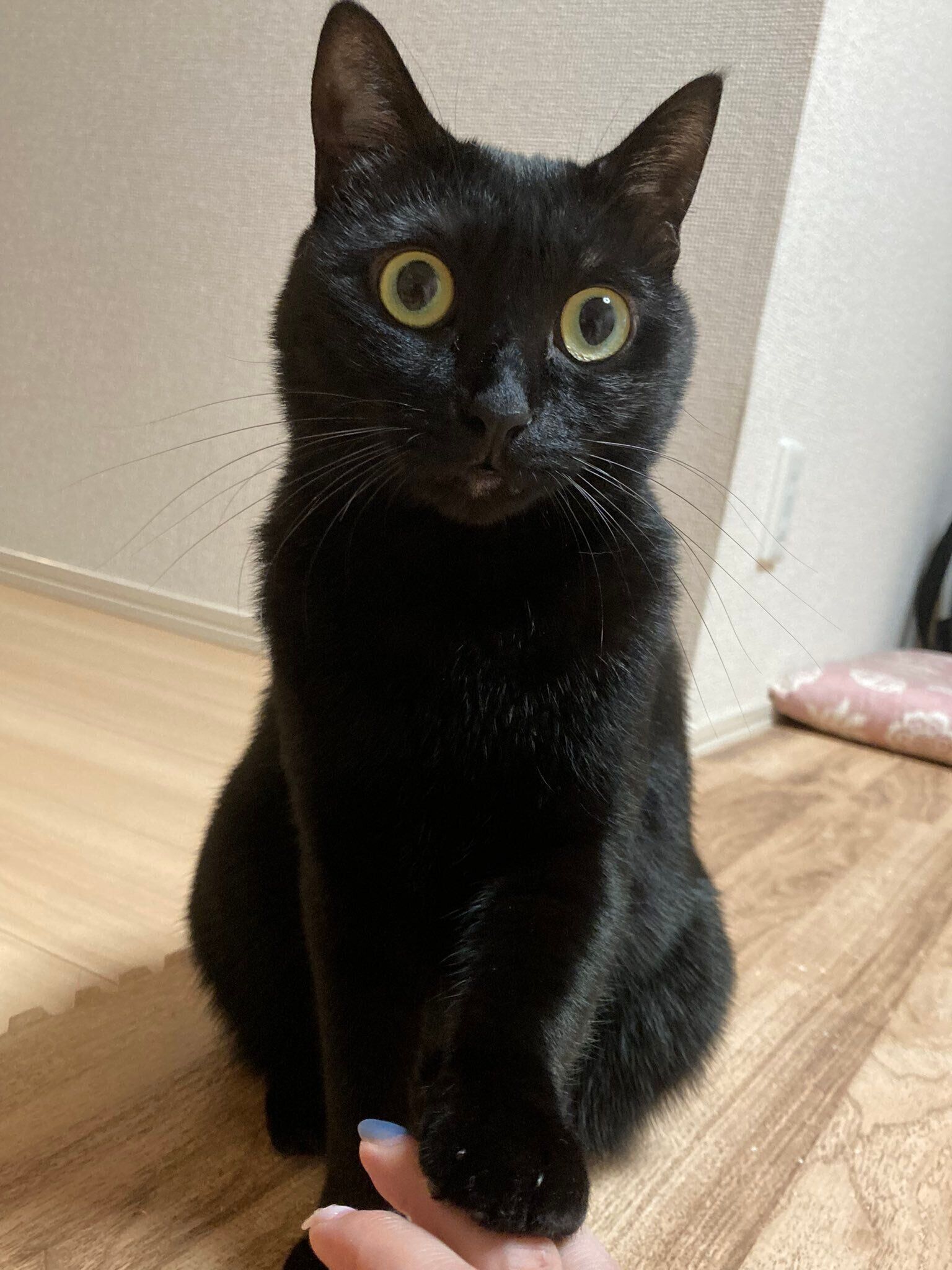 見つめるあさりちゃん