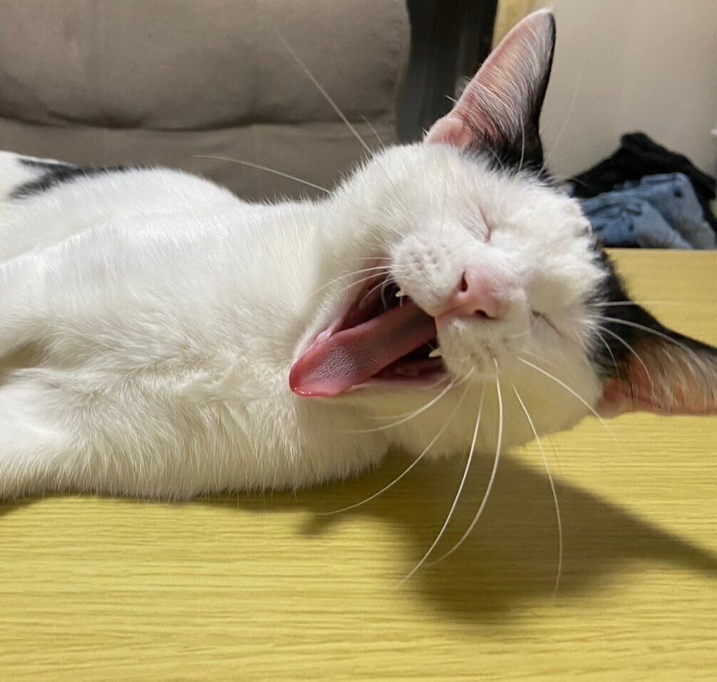 口を大きく開けるパインちゃん