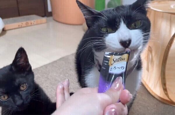 おやつを食べるいよりさんと、飼い主さんの指をなめるふうちゃん