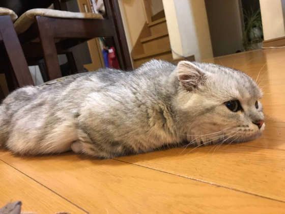 寝そべるマンチカン