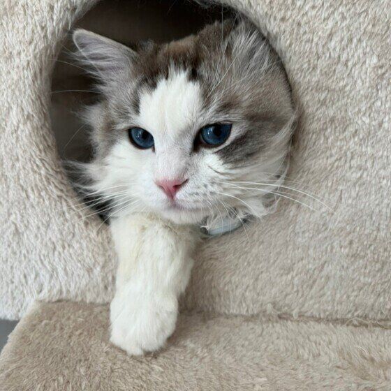 ラグドールのミー君