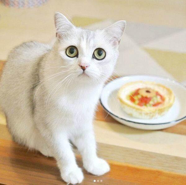 見つめるネギトロちゃん