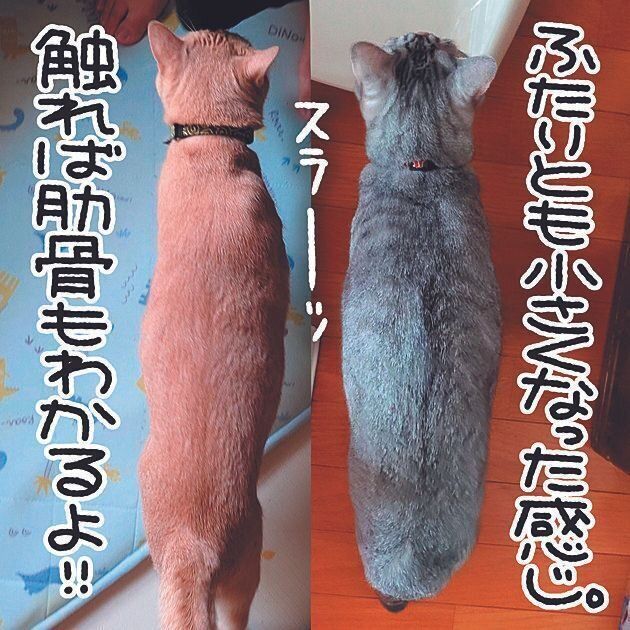 ダイエット後