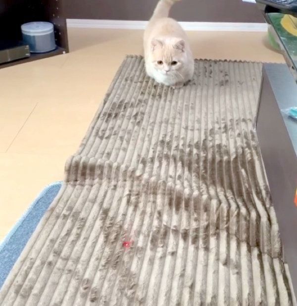 レーザーポインターを追いかけるむぎくん