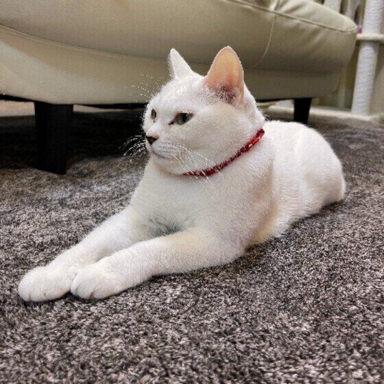 スフィンクス座りをするシフォンちゃん