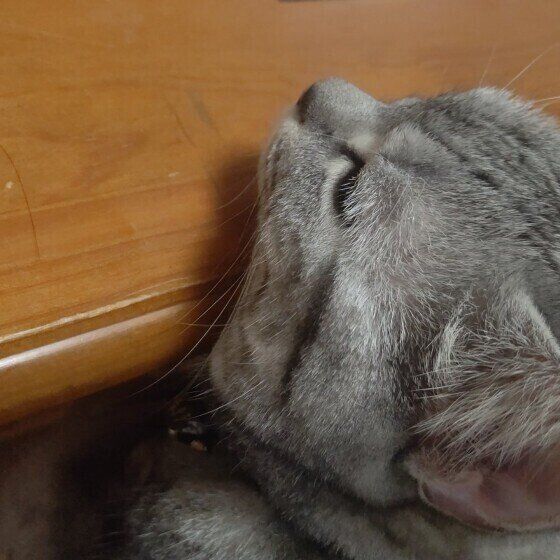 テーブルの上にあごのせするマンチカン（メス）