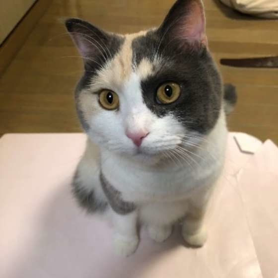 見つめるマンチカン