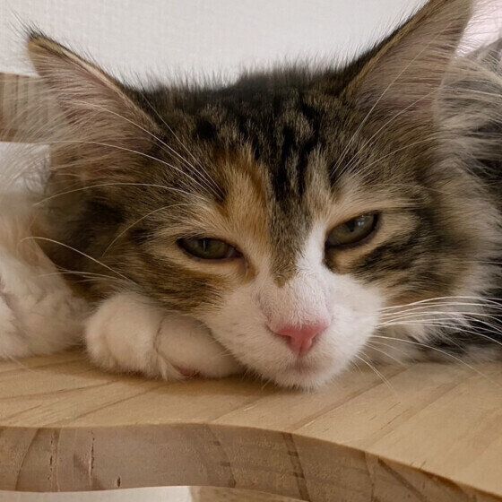 るなのちゃん（ノルウェージアンフォレストキャット）